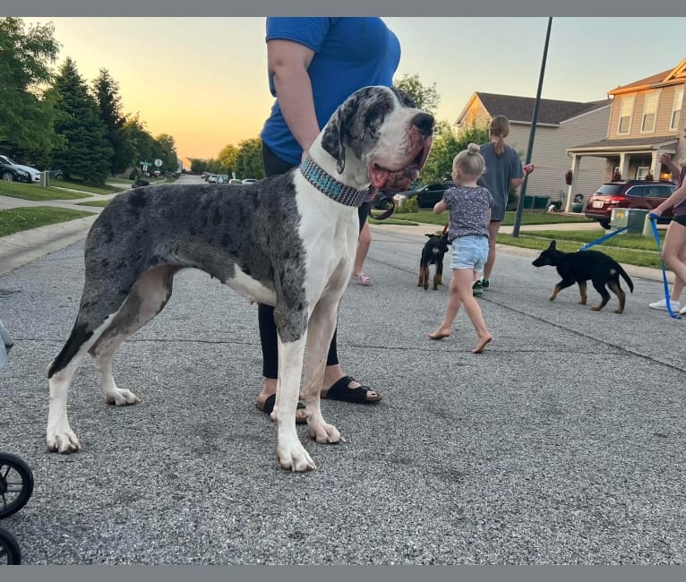 Cryptic merle great dane top