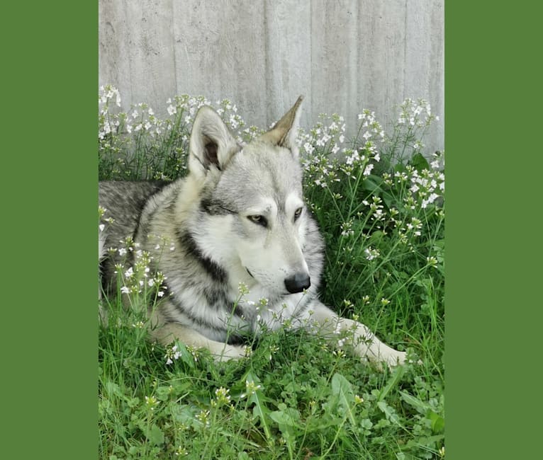 Photo of Tristan, a Saarloos Wolfdog  in Nederland