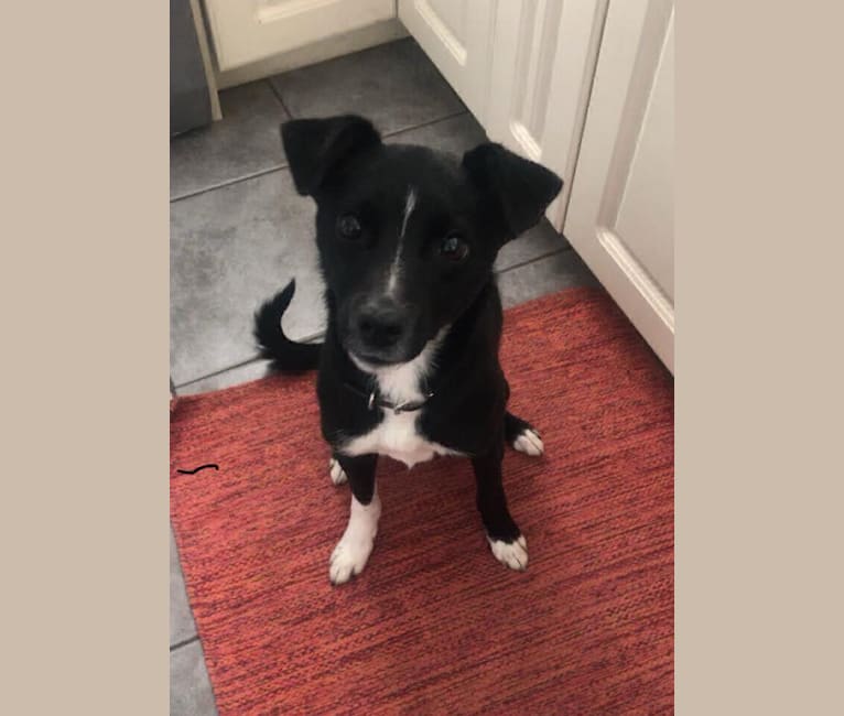 Havoc, a Border Collie and Russell-type Terrier mix tested with EmbarkVet.com
