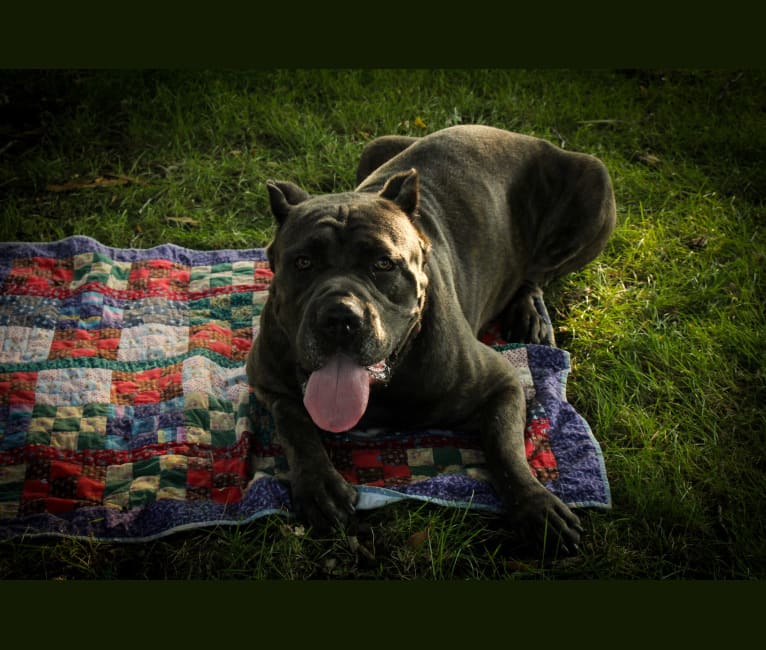 Embark Dog Dna Test Breed