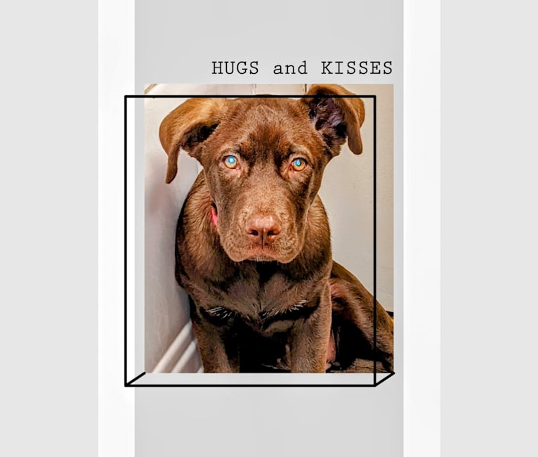 Cedar, a Neapolitan Mastiff and Cane Corso mix tested with EmbarkVet.com