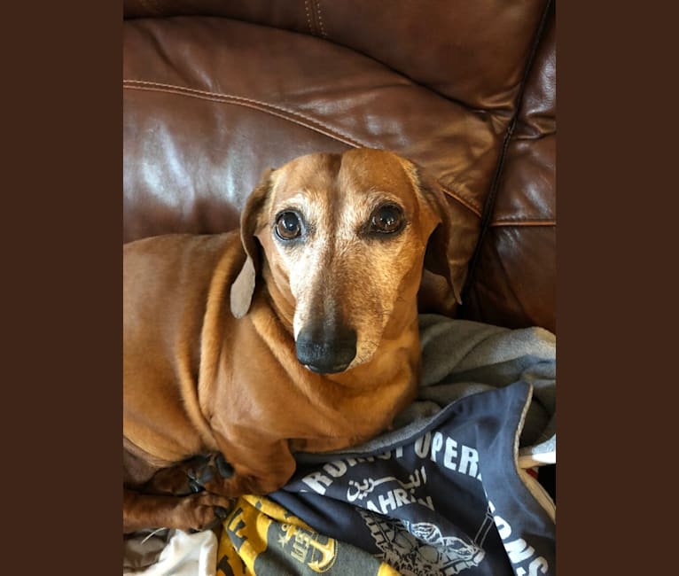 Daisy, a Dachshund tested with EmbarkVet.com