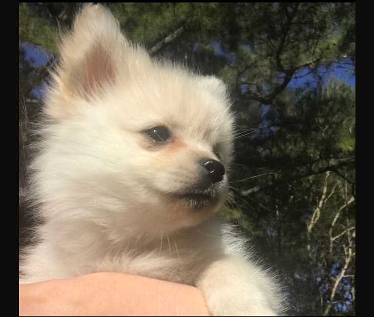 Photo of Poof, a Pomeranian  in Alabama, USA