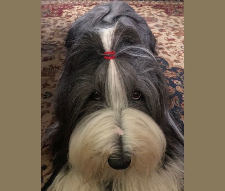 Photo of Belle, a Bearded Collie  in Klamath Falls, OR, USA