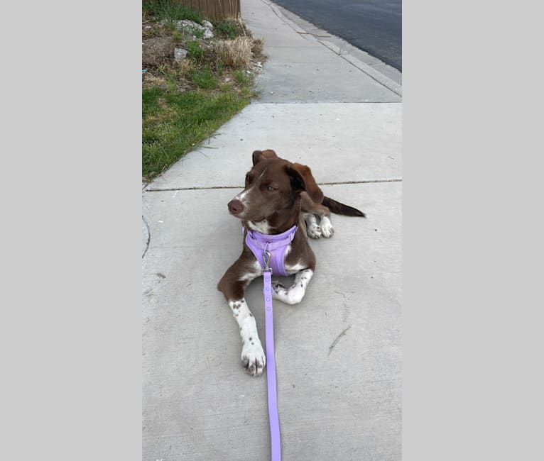 Photo of Olive, a German Shorthaired Pointer, Siberian Husky, and Border Collie mix in West Valley City, Utah, USA