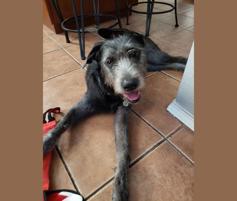 Shar pei and poodle mix cheap