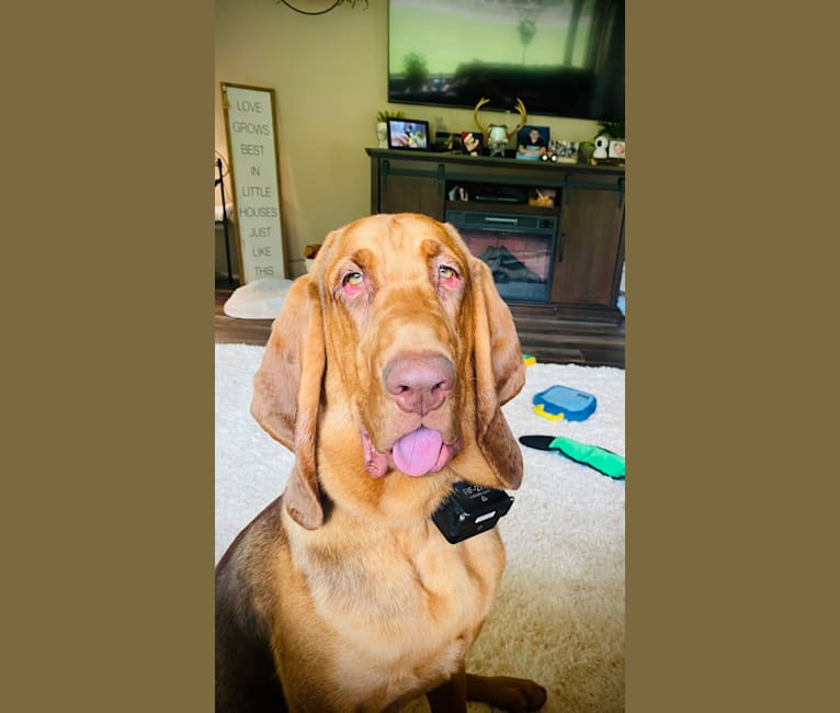 Photo of Shelbs, a Bloodhound  in Burlington, NC, USA