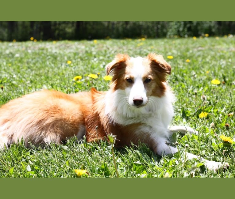 Bailey, a Collie and Shetland Sheepdog mix tested with EmbarkVet.com