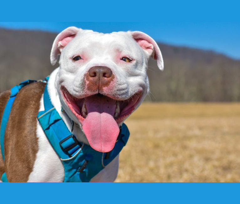 Luna, an American Pit Bull Terrier tested with EmbarkVet.com