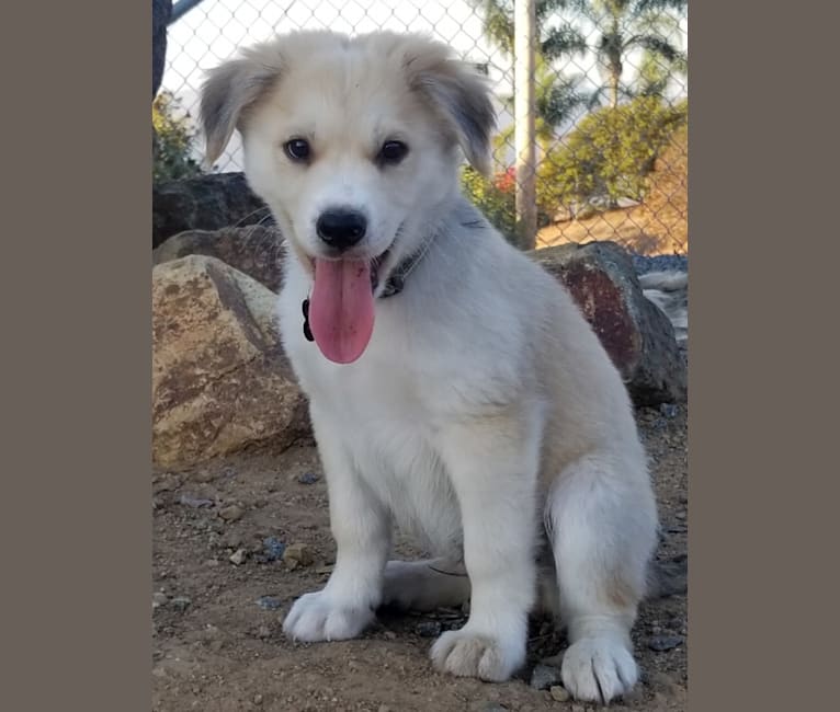Embark Dog Dna Test Breed