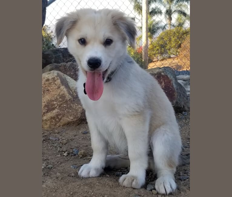 Caius, a German Shepherd Dog and Golden Retriever mix tested with EmbarkVet.com