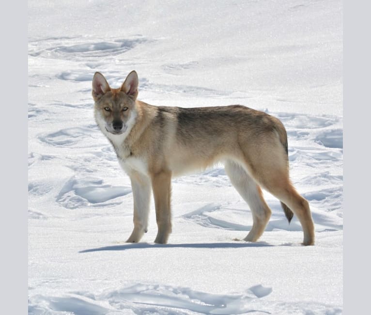 Timber, a Saarloos Wolfdog tested with EmbarkVet.com