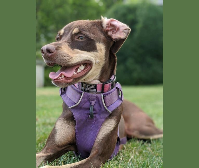 Olive, an American Pit Bull Terrier and Chihuahua mix tested with EmbarkVet.com