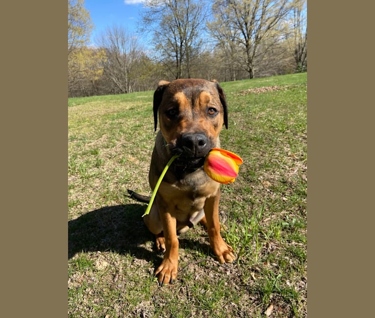 Lenny, a Rottweiler and American Pit Bull Terrier mix tested with EmbarkVet.com