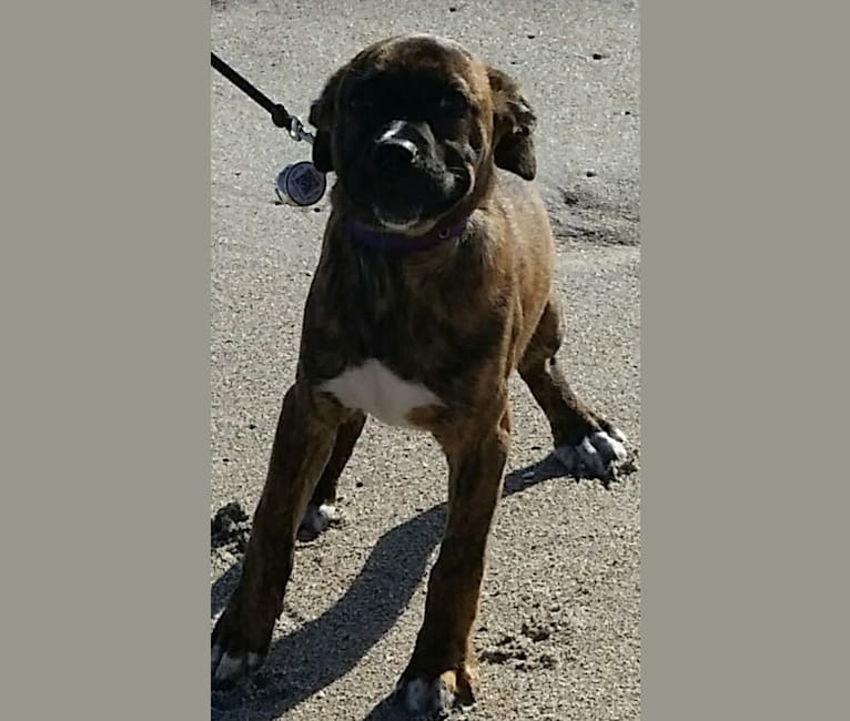 Atlas, an American Pit Bull Terrier (12.2% unresolved) tested with EmbarkVet.com
