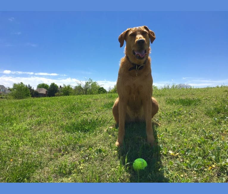mezcla de laboratorio airedale terrier