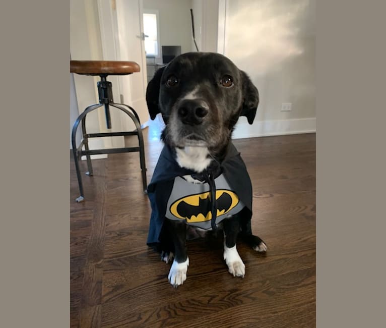 Photo of Charlie Batman, an American Pit Bull Terrier, Labrador Retriever, and Chow Chow mix in Chicago, Illinois, USA