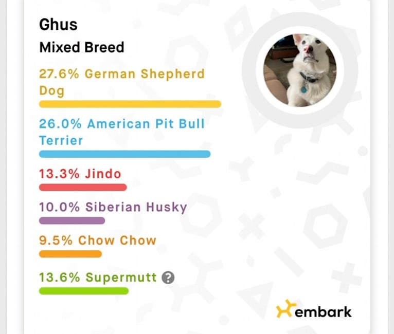 Ghus, a German Shepherd Dog and American Pit Bull Terrier mix tested with EmbarkVet.com