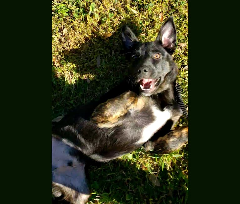 Photo of Loki, a German Shepherd Dog, American Pit Bull Terrier, Labrador Retriever, and Mixed mix in Plant City, Florida, USA
