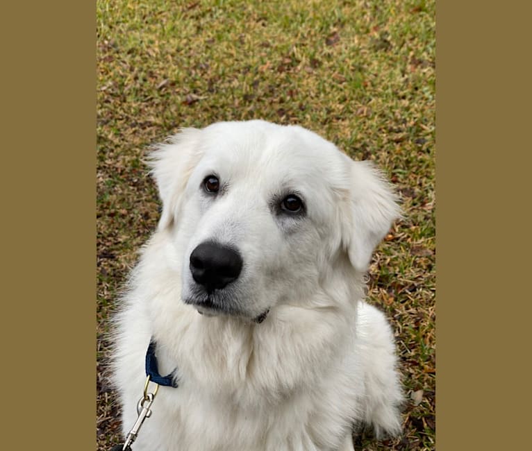 Bentley, a Great Pyrenees tested with EmbarkVet.com