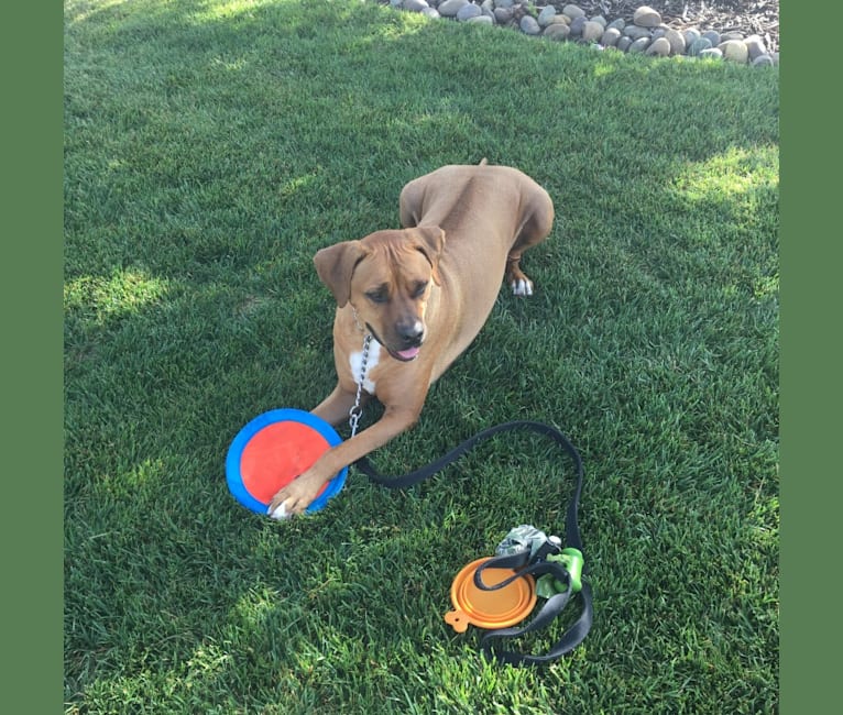 Remy, a Rhodesian Ridgeback and Boxer mix tested with EmbarkVet.com