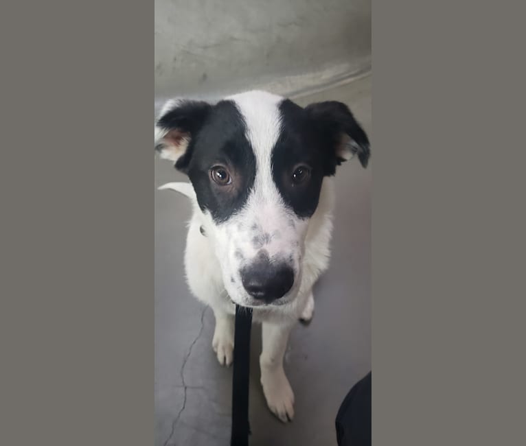 Anatolian shepherd pointer mix discount