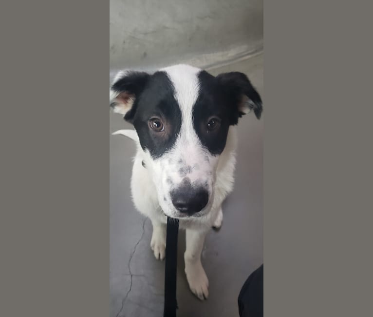 Oliver, a Great Pyrenees and Anatolian Shepherd Dog mix tested with EmbarkVet.com