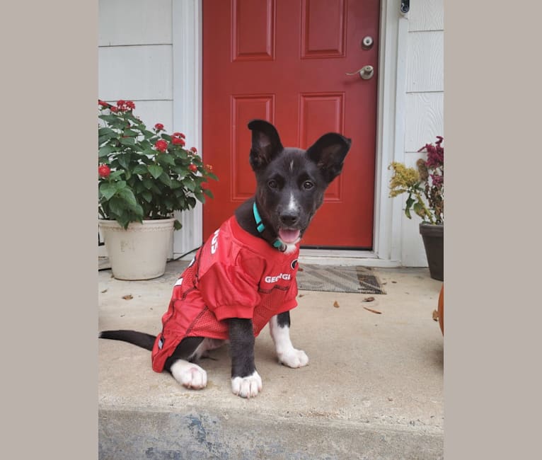 Mika, a Siberian Husky and Boxer mix tested with EmbarkVet.com