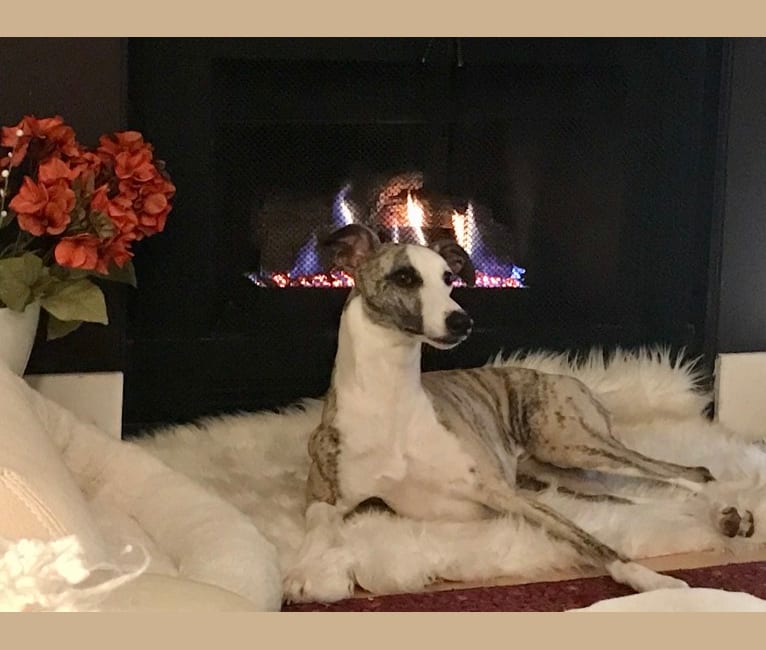 Jegs, a Whippet tested with EmbarkVet.com