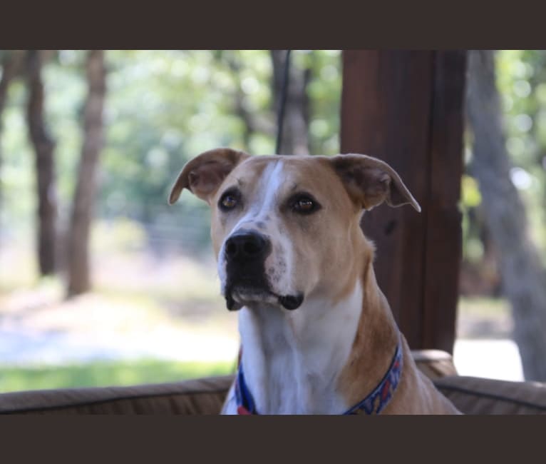 Roscoe, a Staffordshire Terrier and Siberian Husky mix tested with EmbarkVet.com