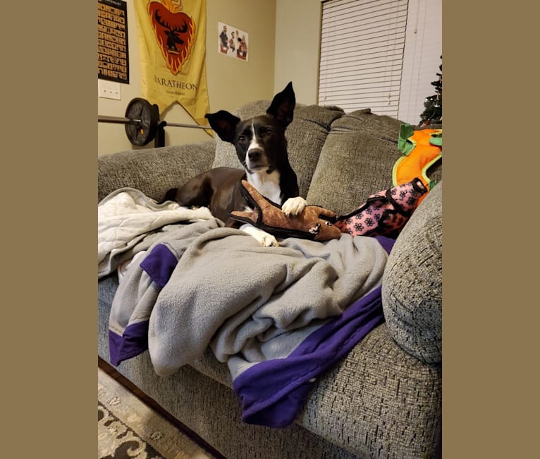 Photo of Jaci, a Rat Terrier, Collie, Boston Terrier, Australian Cattle Dog, and Mixed mix in Tennessee, USA