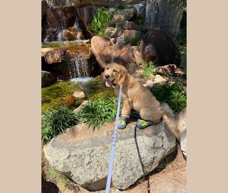 Echo, a Golden Retriever and Labrador Retriever mix tested with EmbarkVet.com