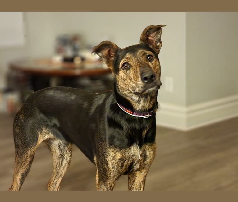 Lacey Grace, a Rottweiler and German Shepherd Dog mix tested with EmbarkVet.com