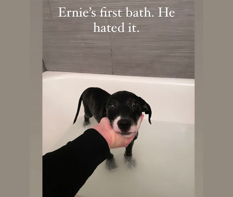 Ernie, an American Pit Bull Terrier and German Shepherd Dog mix tested with EmbarkVet.com