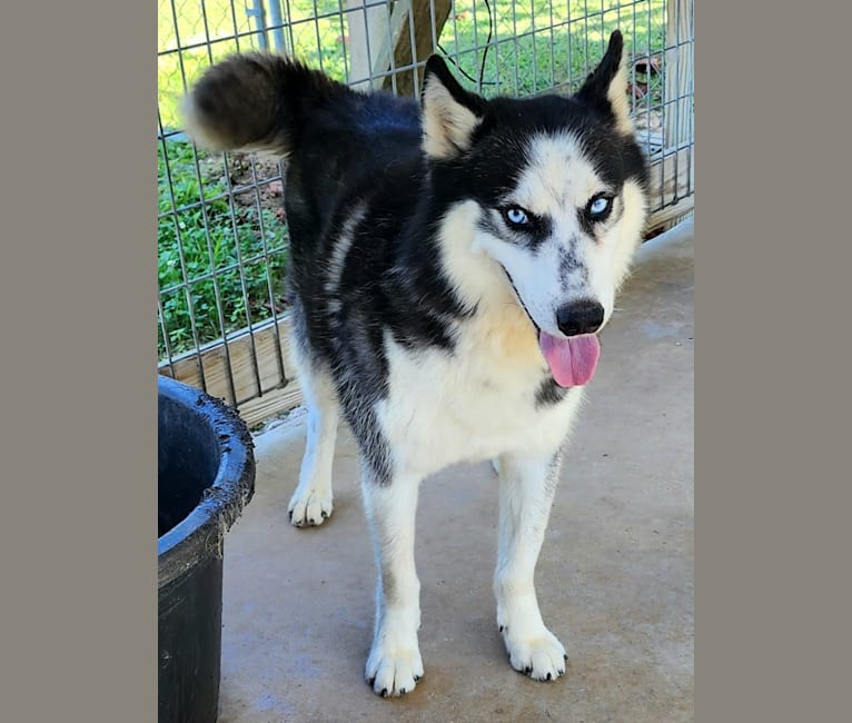 Zeke, a Siberian Husky tested with EmbarkVet.com