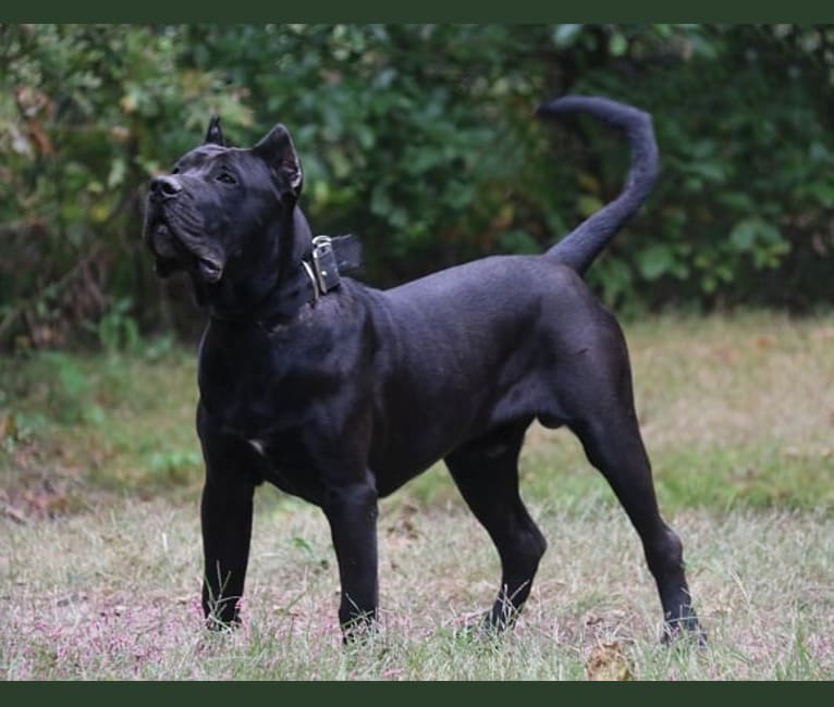 Photo of Nero, a Perro de Presa Canario  in Bremen, GA, USA