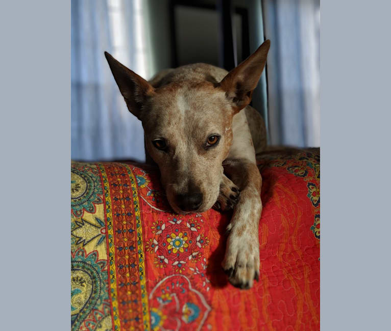 Red heeler bull terrier new arrivals mix