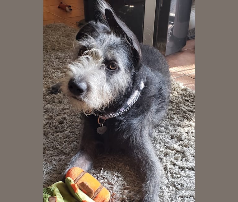 Shar pei poodle mix 2025