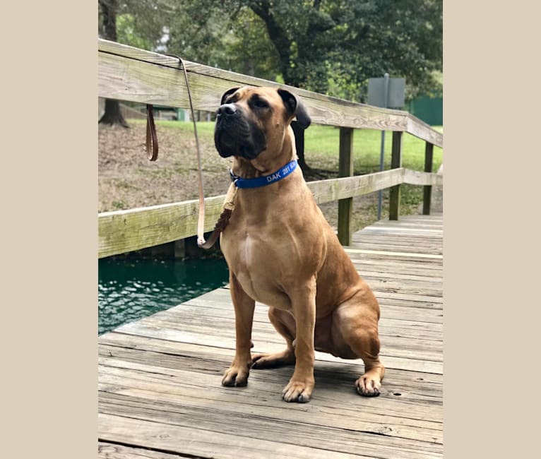 Dakarai, a Boerboel tested with EmbarkVet.com