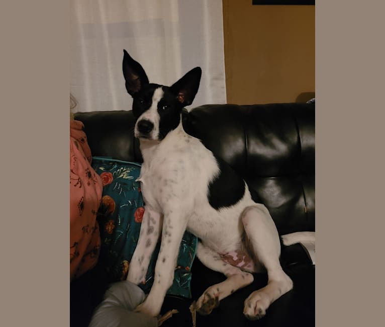 Maverick, a Siberian Husky and Australian Cattle Dog mix tested with EmbarkVet.com