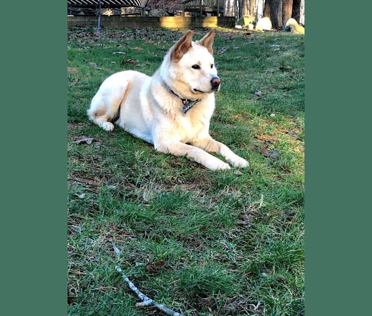Zeus, a Chow Chow and Australian Cattle Dog mix tested with EmbarkVet.com