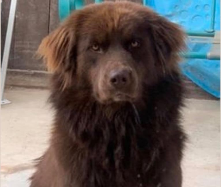 Embark Dog DNA Test Breed