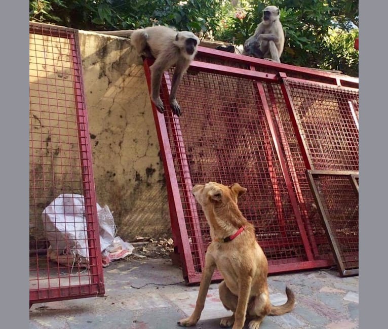 Ruby, a South Asian Village Dog tested with EmbarkVet.com