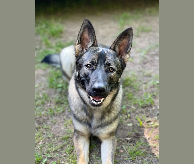 Reyka, a German Shepherd Dog tested with EmbarkVet.com
