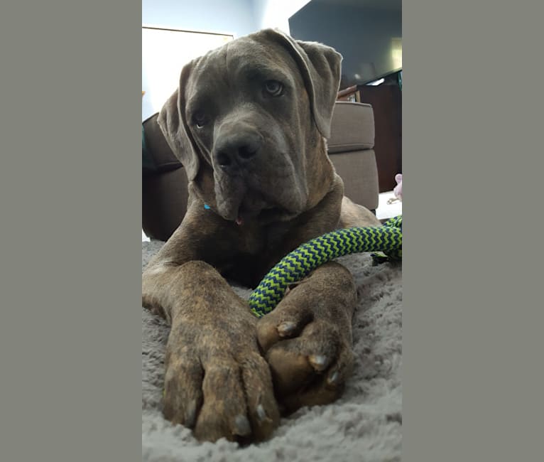 Cane corso hotsell mixed with boxer