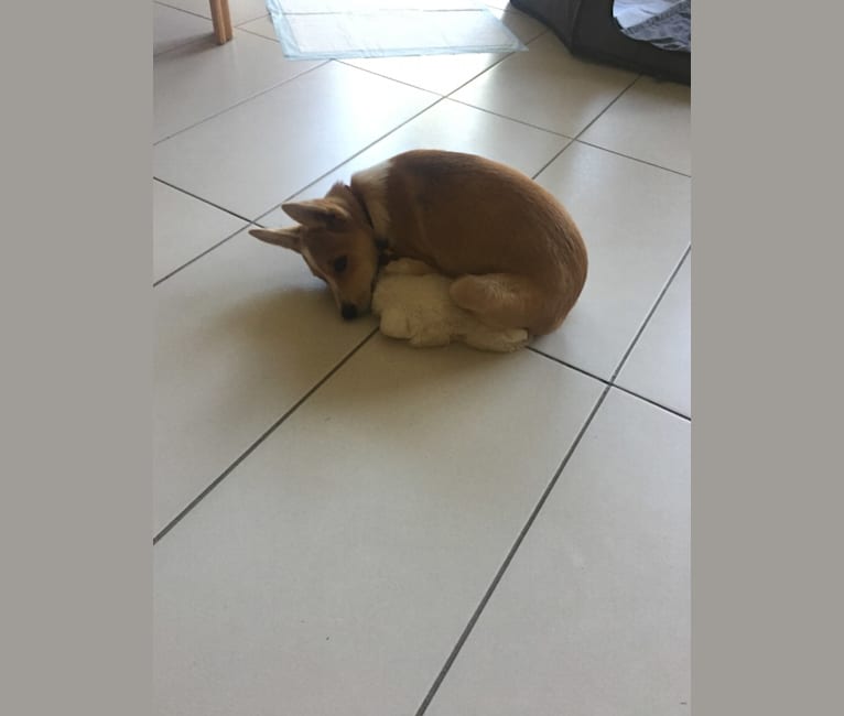 Chamonix, an Australian Cattle Dog and Australian Kelpie mix tested with EmbarkVet.com