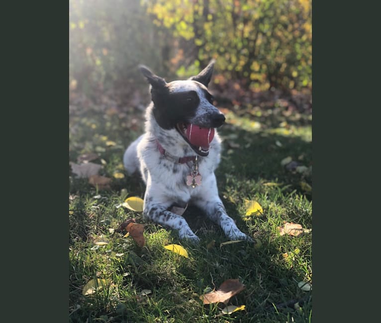 Stella, an Australian Cattle Dog and American Eskimo Dog mix tested with EmbarkVet.com