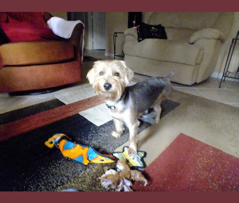 Tango, a Yorkshire Terrier tested with EmbarkVet.com