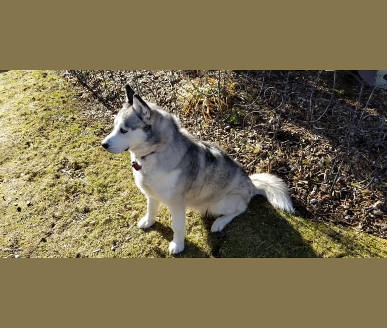 Juno, a Siberian Husky tested with EmbarkVet.com