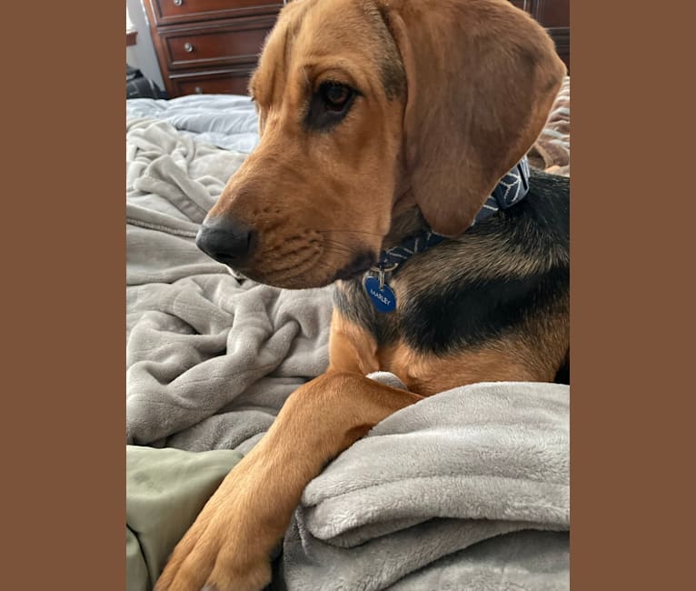 Marley, a Bloodhound and Treeing Walker Coonhound mix tested with EmbarkVet.com